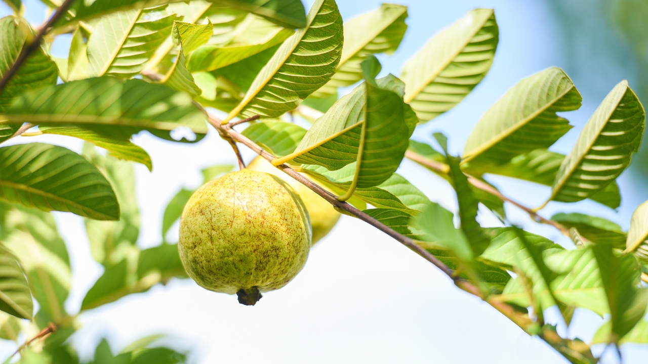 GUAVA LEAF EXTRACT (ORGANIC)
