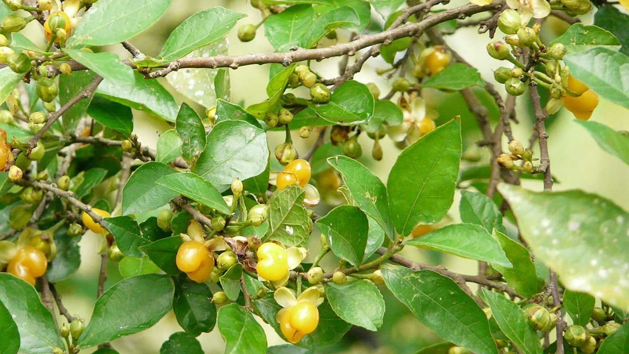 KOI EXTRACT (ORGANIC)